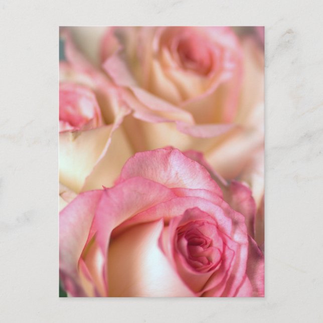 Rosa ros Gift Vykort (Framsida)