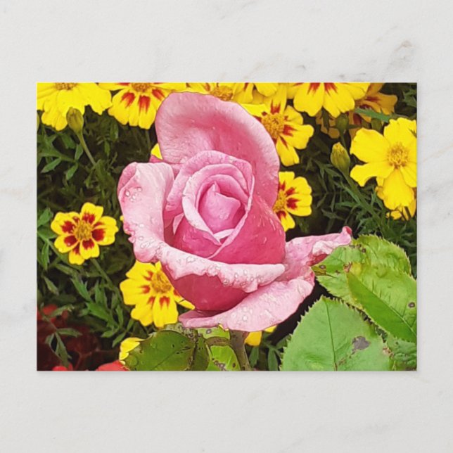 ROSA ROS & GULA BLOMMOR VYKORT (Framsida)