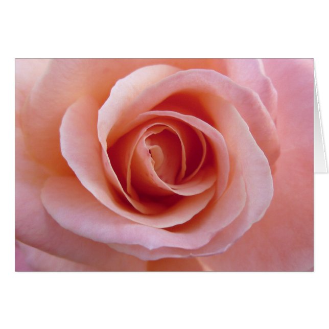 Rosa ros hälsningskort (Framsidan Horizontal)