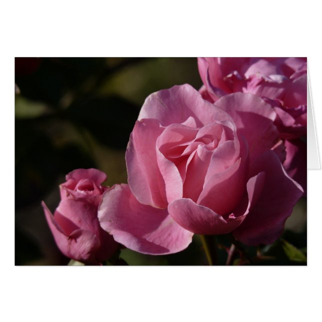 rosa ros hälsningskort (Framsidan Horizontal)