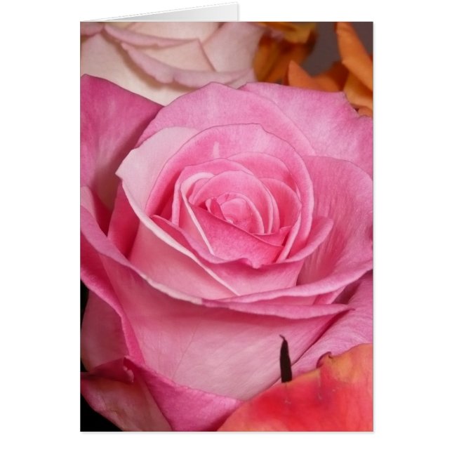 Rosa ros hälsningskort (Framsidan)