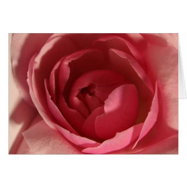 Rosa ros hälsningskort (Framsidan Horizontal)