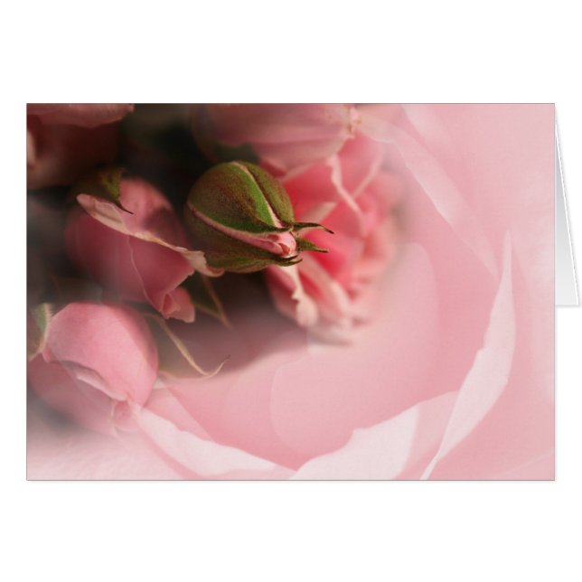 Rosa ros hälsningskort (Framsidan Horizontal)