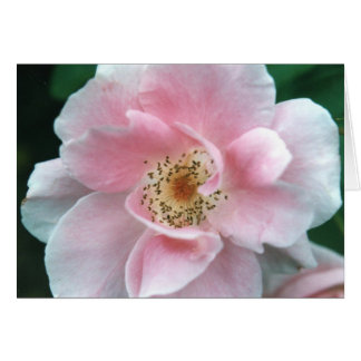 Rosa ros hälsningskort