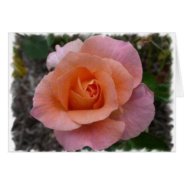 Rosa ros hälsningskort (Framsidan Horizontal)
