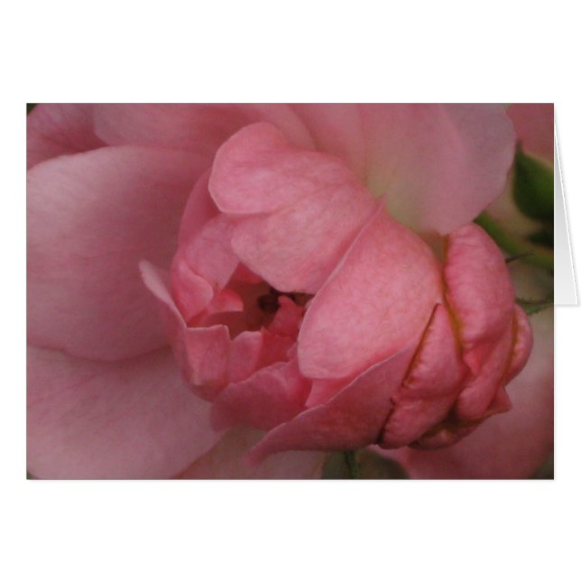 Rosa ros hälsningskort (Framsidan Horizontal)