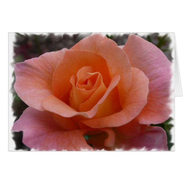 Rosa ros hälsningskort (Framsidan Horizontal)