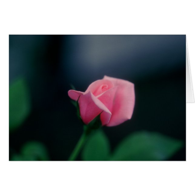rosa ros hälsningskort (Framsidan Horizontal)