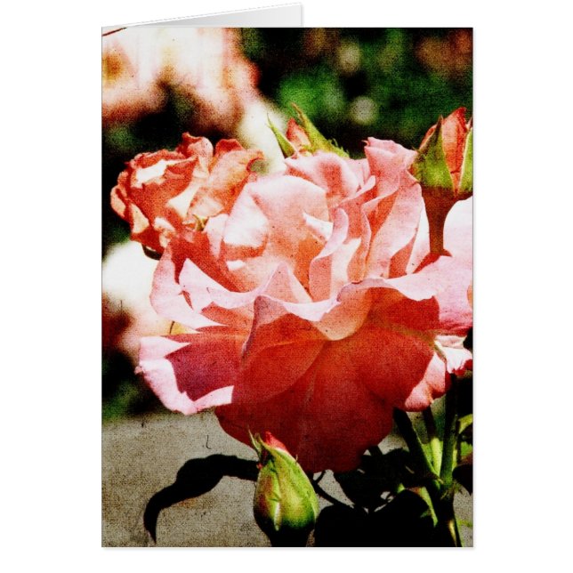 Rosa ros hälsningskort (Framsidan)