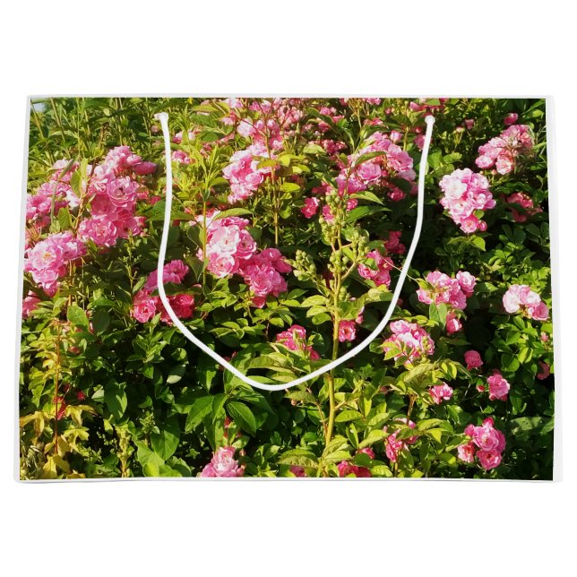 Rosa ros i blomning (Framsidan)