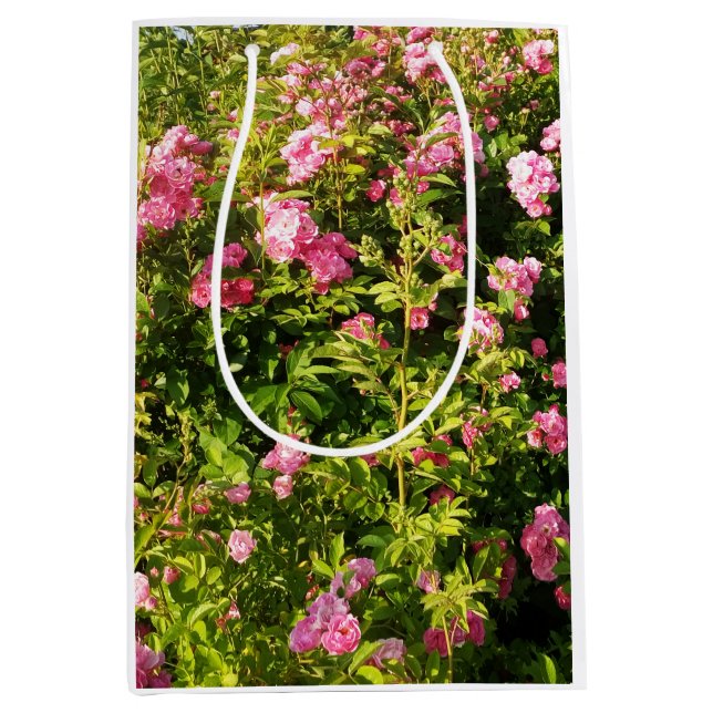 Rosa ros i blomning (Framsidan)