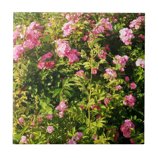 Rosa ros i blomning kakelplatta (Framsidan)