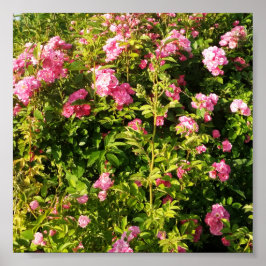 Rosa ros i blomning poster