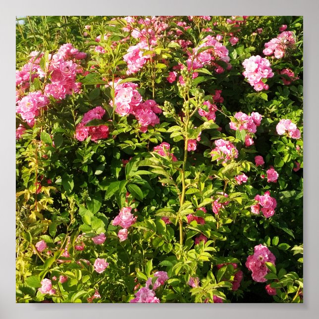Rosa ros i blomning poster (Framsidan)