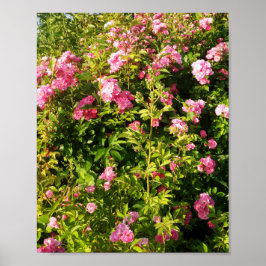 Rosa ros i blomning poster