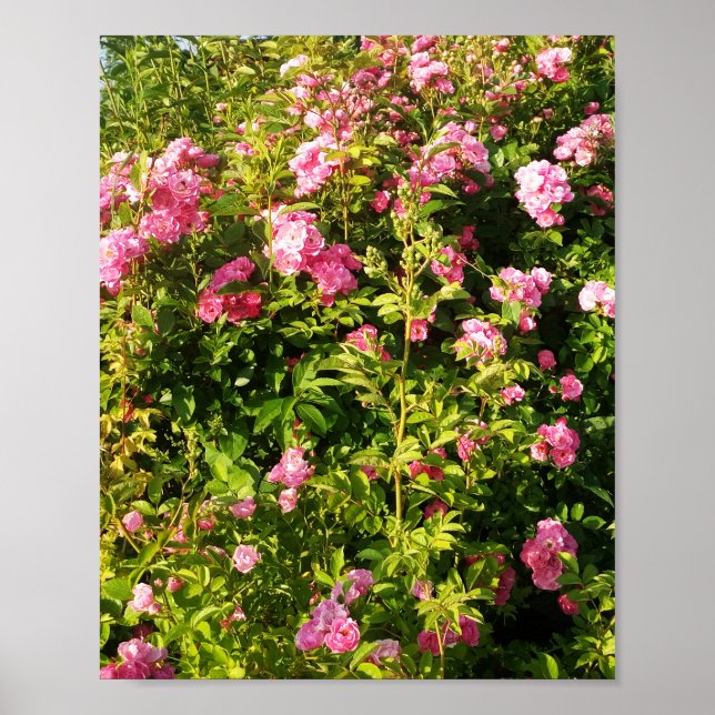 Rosa ros i blomning poster (Framsidan)