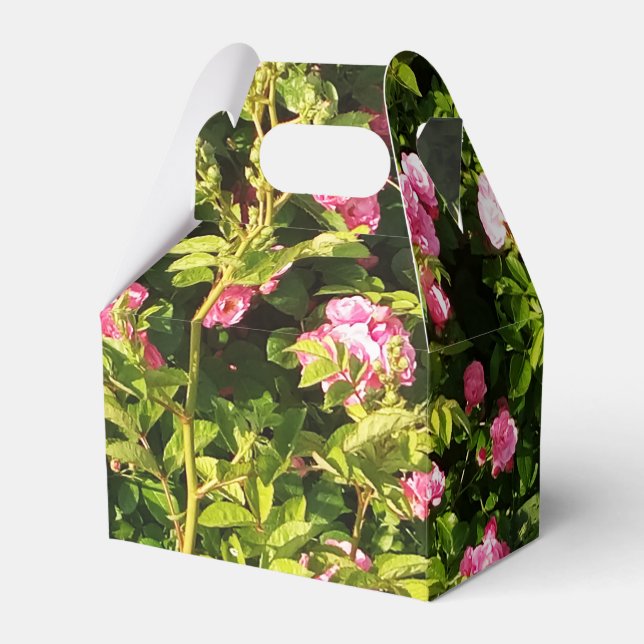 Rosa ros i blomning presentaskar (Framsidan Sidan)