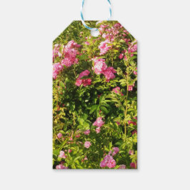 Rosa ros i blomning presentetikett