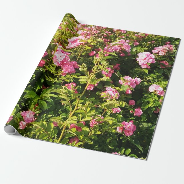 Rosa ros i blomning presentpapper (Utrullad)