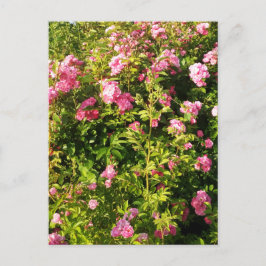 Rosa ros i blomning vykort
