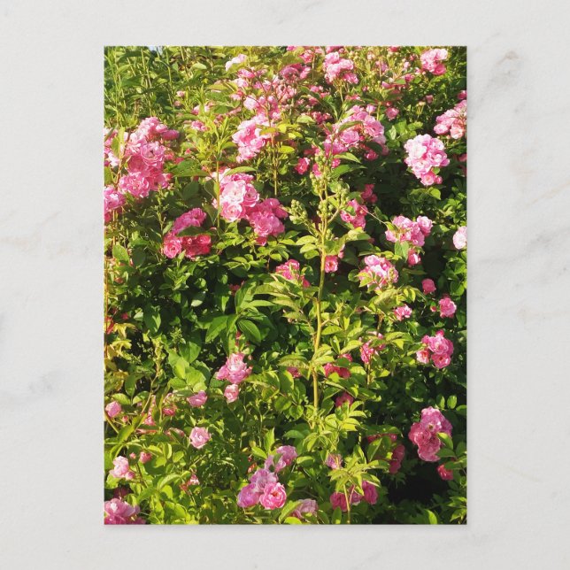 Rosa ros i blomning vykort (Framsida)