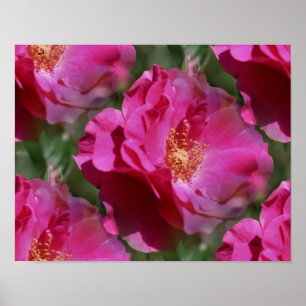 Rosa ros i Bloom-Blommigten Poster