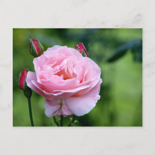 Rosa ros i fullt blomning med knoppar vykort