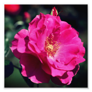Rosa ros i Fullt Bloom Close 8 x 8 Fototryck