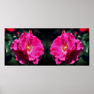 Rosa ros i Fullt Bloom Close Up Mirrored Poster