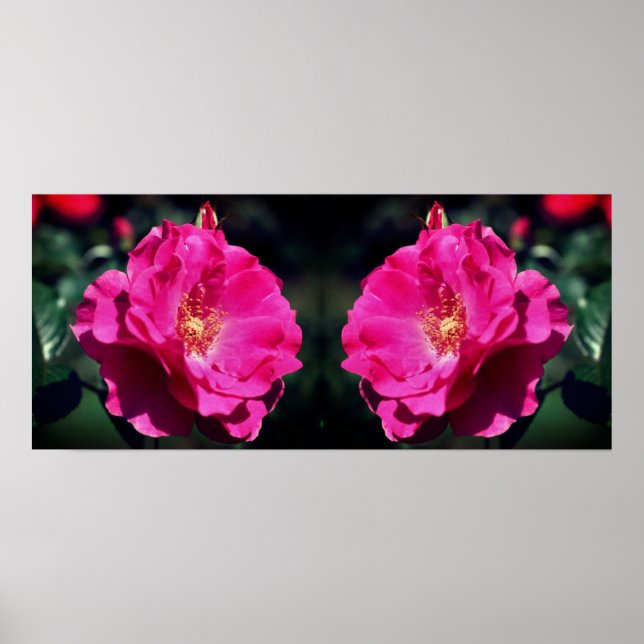 Rosa ros i Fullt Bloom Close Up Mirrored Poster (Framsidan)