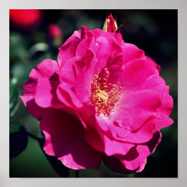 Rosa ros i Fullt Bloom Close Up Poster (Framsidan)