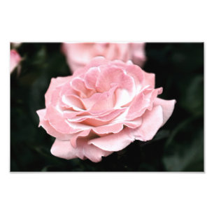 Rosa ros i Fullt Bloom Fototryck