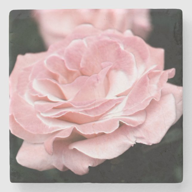 Rosa ros i Fullt Bloom Stenunderlägg (Framsidan)