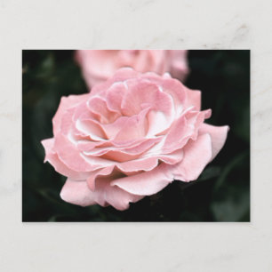 Rosa ros i Fullt Bloom Vykort