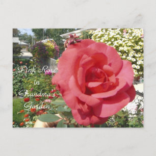 rosa ros i Grandmas Garden Vykort