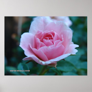 ROSA ROS i GRÖNT Poster