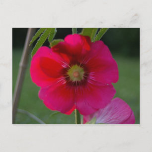 Rosa ros i Sharon-vykort Vykort