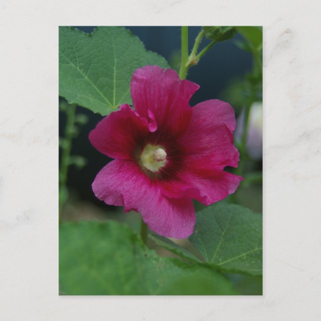 Rosa ros i Sharon-vykort Vykort (Framsida)