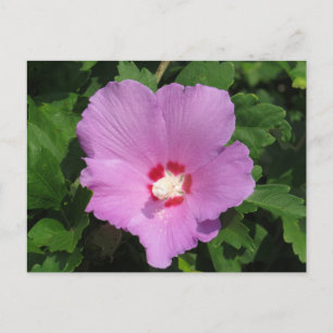 rosa ros i Sharons blomma Vykort