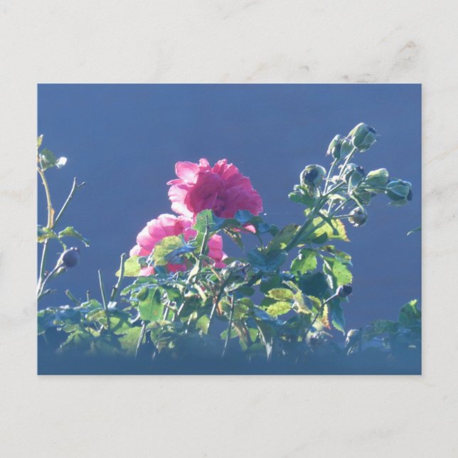 Rosa ros i Sol DIY-vykortet Helg Vykort (Framsida)