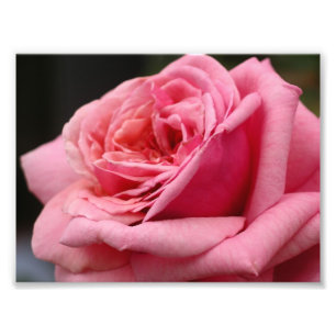 Rosa ros I Söt Floral Photography Fototryck