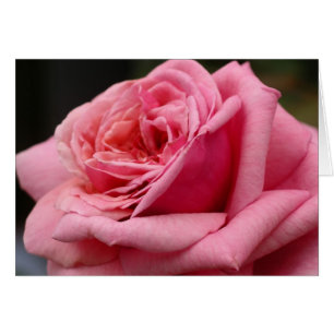 Rosa ros I Söt Floral Photography Hälsningskort