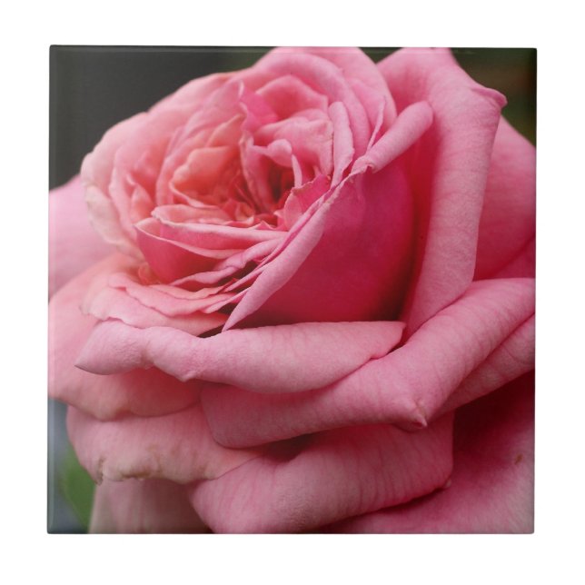 Rosa ros I Söt Floral Photography Kakelplatta (Framsidan)