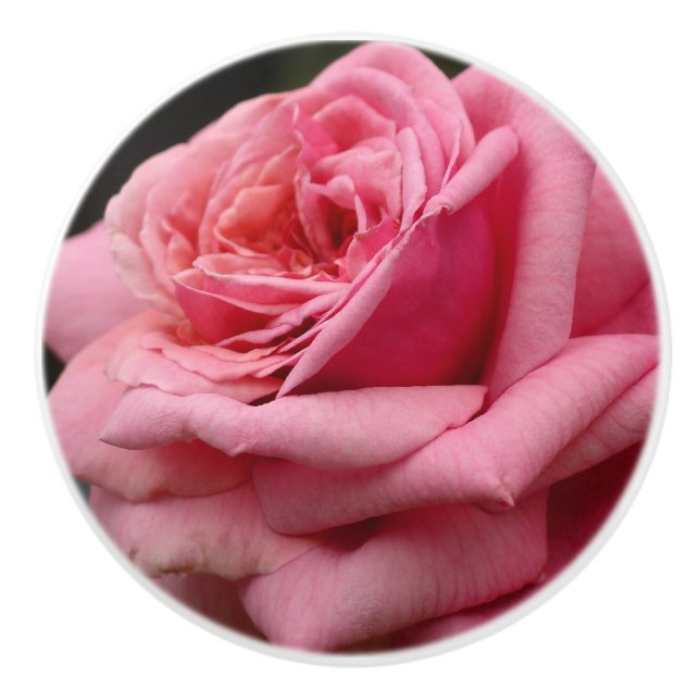 Rosa ros I Söt Floral Photography Knopp (Framsidan)
