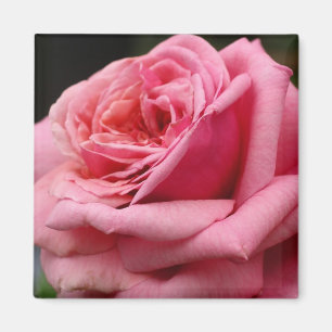 Rosa ros I Söt Floral Photography Magnet