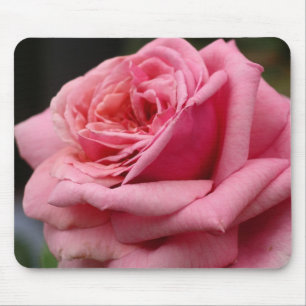 Rosa ros I Söt Floral Photography Musmatta