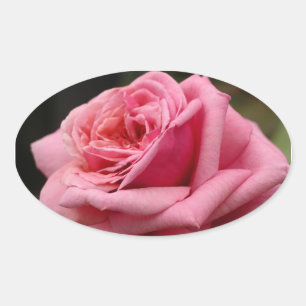 Rosa ros I Söt Floral Photography Ovalt Klistermärke