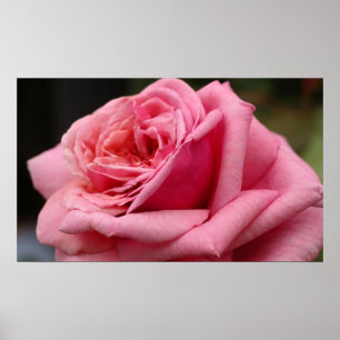 Rosa ros I Söt Floral Photography Poster