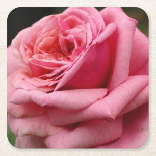 Rosa ros I Söt Floral Photography Underlägg Papper Kvadrat