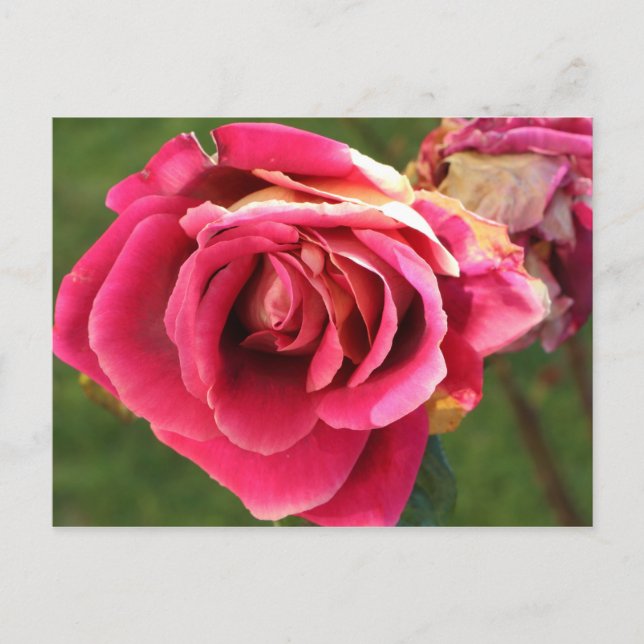 Rosa ros i trädgården vykort (Framsida)